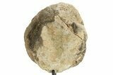 Fossil Sauropod Partial Vertebra w/ Metal Stand - Colorado #363646-3